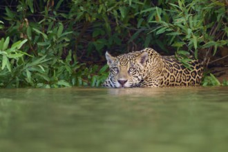 A jaguar in the water, crouched and alert, half hidden in the dense jungle, Jaguar (Panthera onca),