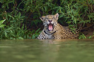 A jaguar in the water, roaring or calling, surrounded by green jungle, Jaguar (Panthera onca),