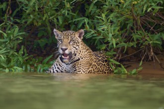 A focussed jaguar stands in the water at the edge of the forest, Jaguar (Panthera onca), Pantanal,