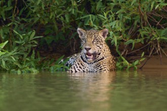 An alert jaguar rests in the water, surrounded by jungle, Jaguar (Panthera onca), Pantanal, UNESCO
