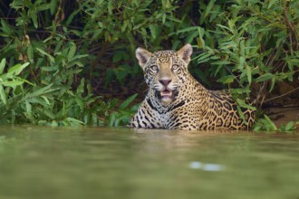 A jaguar in the water, surrounded by jungle, looking curiously ahead, Jaguar (Panthera onca),