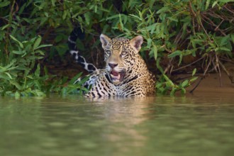 A jaguar in the water with a concentrated expression on its face, jaguar (Panthera onca), Pantanal,