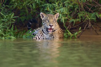 A calm jaguar in the water surrounded by lush greenery, Jaguar (Panthera onca), Pantanal, UNESCO