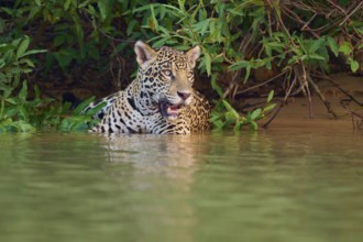 A jaguar stands in the water, surrounded by dense vegetation, Jaguar (Panthera onca), Pantanal,