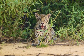 A jaguar in a guard posture at the edge of dense vegetation on sand, Jaguar (Panthera onca),