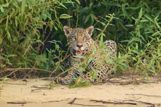 A jaguar lies relaxed on sandy ground in front of dense vegetation, Jaguar (Panthera onca),