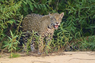 A jaguar stands curiously in front of green foliage on sandy ground, jaguar (Panthera onca),