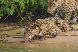 Two jaguars at the water's edge, one drinking on a sandy bank, surrounded by vegetation, Jaguar