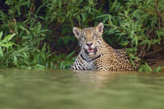 A jaguar in the water, surrounded by dense green jungle, with an attentive gaze, Jaguar (Panthera