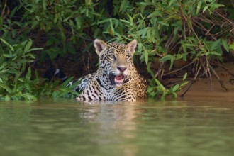 A jaguar sits in the water near a dense jungle, Jaguar (Panthera onca), Pantanal, UNESCO Biosphere