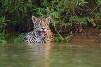 A jaguar stands half in the water with an intense gaze, Jaguar (Panthera onca), Pantanal, UNESCO