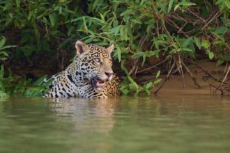 Jaguar half in the water, surrounded by tropical foliage in the jungle, Jaguar (Panthera onca),