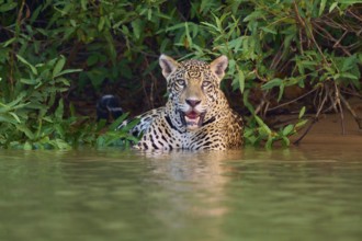A jaguar watches attentively from the water, jaguar (Panthera onca), Pantanal, UNESCO Biosphere