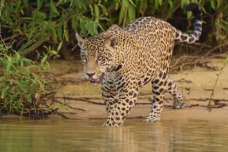 Big cat wading into the water, gazing intently into the greenery, jaguar (Panthera onca), Pantanal,