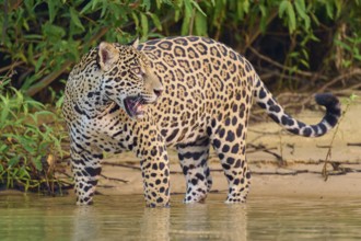 Jaguar standing at the waterline, surrounded by dense vegetation, Jaguar (Panthera onca), Pantanal,