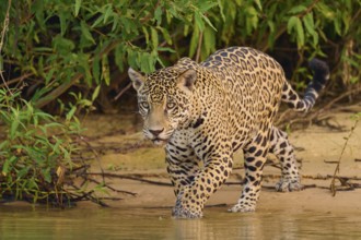 Jaguar creeps along the shore in dense green leaves, Jaguar (Panthera onca), Pantanal, UNESCO