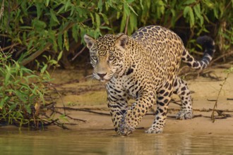 Jaguar watching the water, surrounded by tropical greenery, Jaguar (Panthera onca), Pantanal,