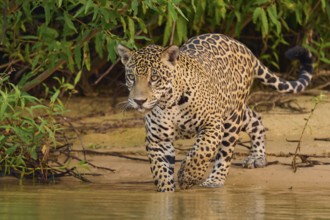 Predatory cat approaching the water, moving attentively in the jungle, jaguar (Panthera onca),