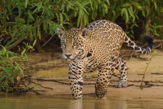 Jaguar walking along the river, surrounded by lush vegetation, Jaguar (Panthera onca), Pantanal,