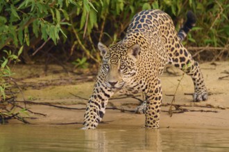 Jaguar standing on the riverbank, surrounded by dense green foliage, Jaguar (Panthera onca),