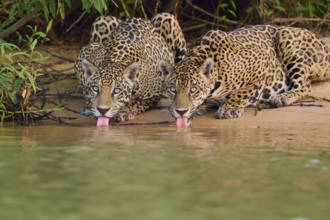 Two jaguars drinking synchronised water on the riverbank, flanked by green vegetation, Jaguar