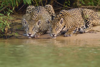 Two jaguars lying on the riverbank looking at the water, surrounded by leaves, Jaguar (Panthera