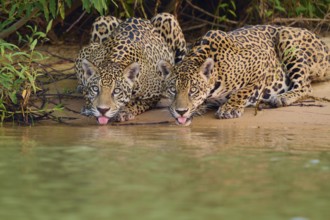 Two jaguars licking water on the river bank, their bodies surrounded by plants, Jaguar (Panthera