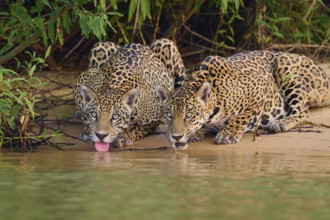 Two jaguars drinking water on the river bank, their pelts shining in the sun, Jaguar (Panthera