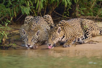 Two jaguars drinking on the riverbank, their eyes fixed on the surface of the water, Jaguar
