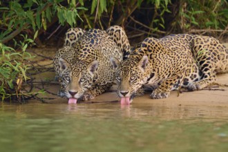 Two jaguars on the riverbank with tongues in the water, surrounded by green plants, jaguar