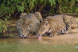 Two jaguars drinking with their tongues outstretched on the riverbank, accompanied by lush