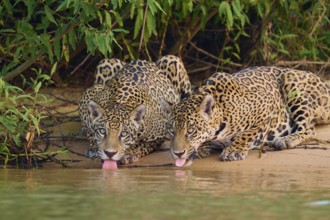 Two jaguars lie on the riverbank and lick the water, surrounded by plants, Jaguar (Panthera onca),