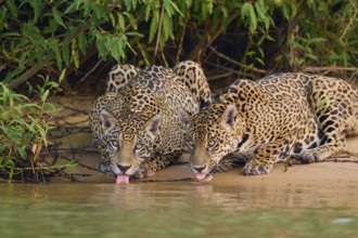Two jaguars on the bank with tongues in the water, framed by dense foliage, Jaguar (Panthera onca),