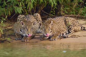 Two jaguars on the sandy bank, both sticking out their tongues, near water, Jaguar (Panthera onca),