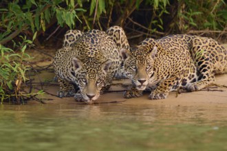 Two jaguars drinking water on the banks of a river, surrounded by dense vegetation, Jaguar