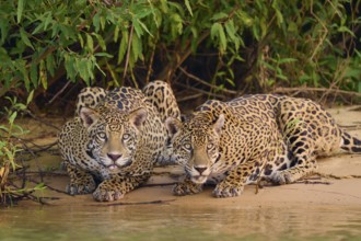 Two jaguars lying relaxed next to each other on the sandy bank with vegetation, Jaguar (Panthera