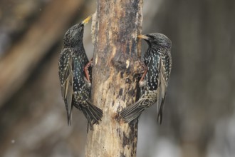 Starling (Sturnus vulgaris) at winter feeding in the forest, Allgäu, Bavaria, Germany, Allgäu,