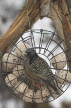 Starling (Sturnus vulgaris) at winter feeding in the forest, Allgäu, Bavaria, Germany, Allgäu,