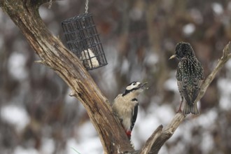 Great spotted woodpecker (Dendrocopos major) defends food source in the forest against starling