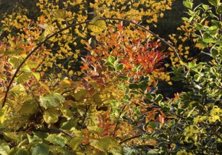 Bright green, yellow and red leaves, autumn colors, vegetation, Witten, Ruhr region, North