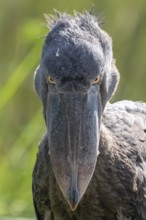 Shoebill (Balaeniceps rex), juvenile, animal portrait, evil eye, swamps of Mabamba, Lake Victoria,