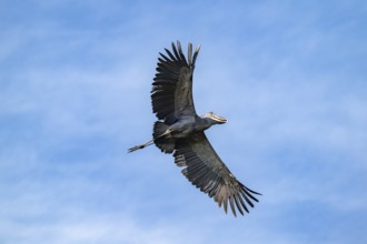 Shoebill (Balaeniceps rex) in flight, bird in front of blue sky, Mabamba, Lake Victoria, Uganda