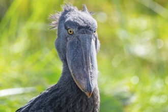 Shoebill (Balaeniceps rex), juvenile, funny animal portrait, swamps of Mabamba, Lake Victoria,