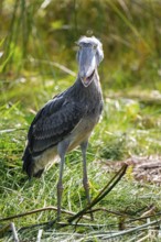 Shoebill (Balaeniceps rex), juvenile with open beak, swamps of Mabamba, Lake Victoria, Uganda