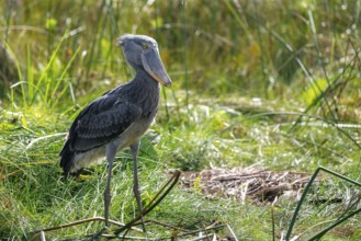 Shoebill (Balaeniceps rex), juvenile, swamps of Mabamba, Lake Victoria, Uganda