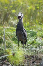 Shoebill (Balaeniceps rex), juvenile with open beak, funny, swamps of Mabamba, Lake Victoria,