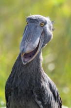 Shoebill (Balaeniceps rex), juvenile with open beak, funny animal portrait, swamps of Mabamba, Lake