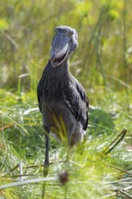 Shoebill (Balaeniceps rex), juvenile, with open bill, swamps of Mabamba, Lake Victoria, Uganda