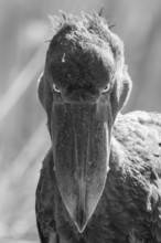 Shoebill (Balaeniceps rex), juvenile, animal portrait, evil eye, black and white, swamps of