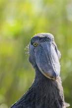 Shoebill (Balaeniceps rex), juvenile, animal portrait, swamps of Mabamba, Lake Victoria, Uganda